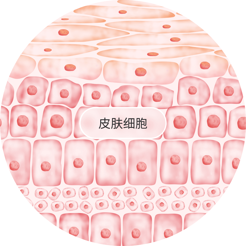 皮膚細胞